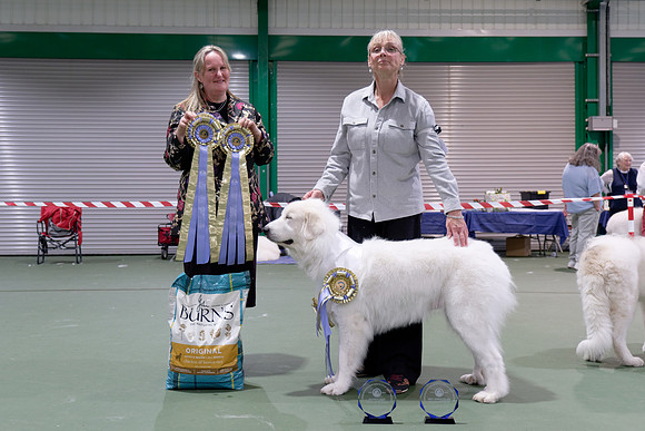Reserve Best Veteran In Show