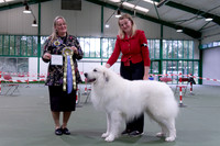 Reserve Dog CC