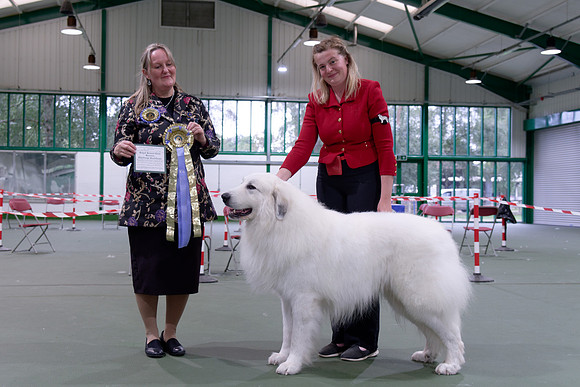 Reserve Dog CC