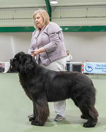 Legend I Am Canadian Beardog for Lindgreave (Imp Cze)