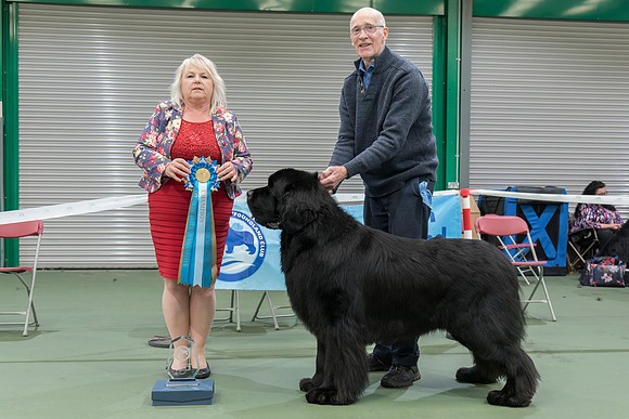 Ch. Baranova Big Bopper of Elbear, JW ShCM