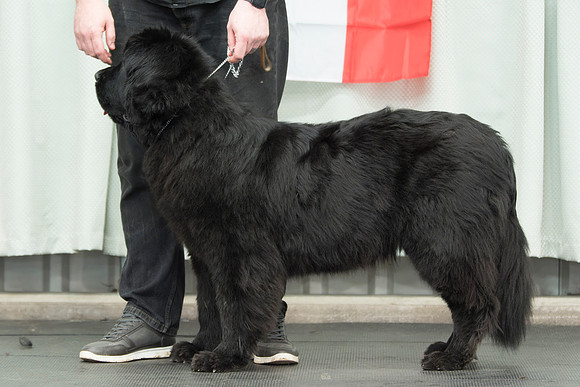 King Of Helluland Coco Chanel (Imp Svk)