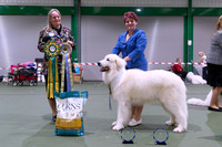 Reserve Best In Show & Dog CC