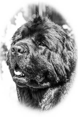 Ch. Merrybear Euphoria at Millthorpe, JW ShCM