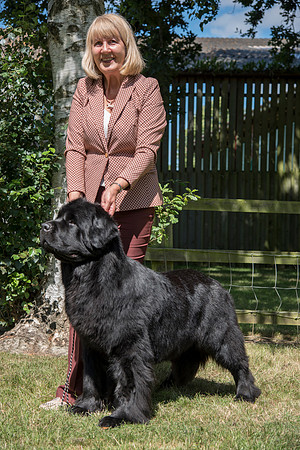 Ch. Merrybear Euphoria at Millthorpe, JW ShCM
