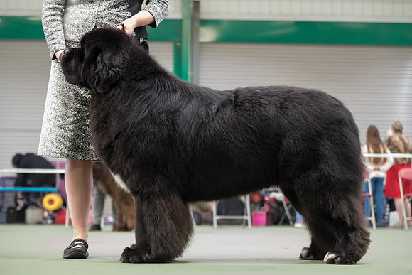 Ch. Gunnersnewfs Black Desire for Blackcoast