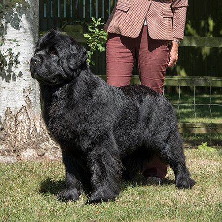 Ch. Merrybear Euphoria at Millthorpe, JW ShCM