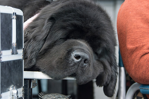 Baranova Patience Rewarded for Peakcharm