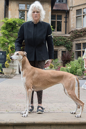 Reserve Best Veteran In Show - Windgold Rapide Mascotts (Imp Ita)