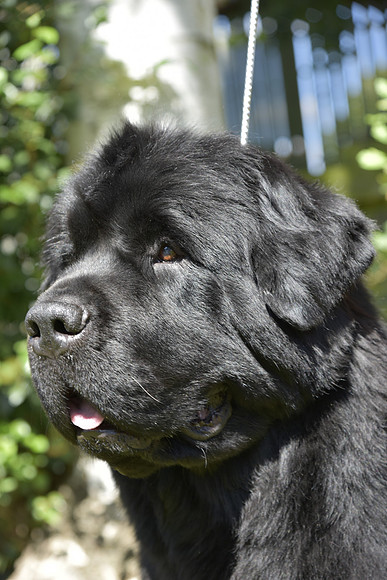 Ch. Merrybear Euphoria at Millthorpe, JW ShCM