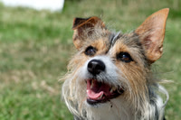 Tendring Hundred Riding Club Fun Dog Show - 09 August 2025