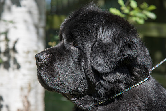 Ch. Merrybear Euphoria at Millthorpe, JW ShCM