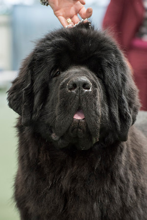 Royal Look Moon Bear at Larkharbour