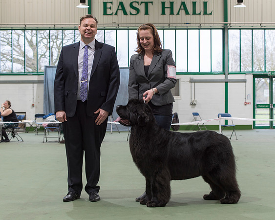 Int. Ch., Lux. Ch., Belg. Ch., Ch. New Angels Million Dollar Baby, JW ShCM