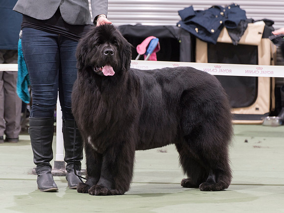 Int. Ch., Lux. Ch., Belg. Ch., Ch. New Angels Million Dollar Baby, JW ShCM