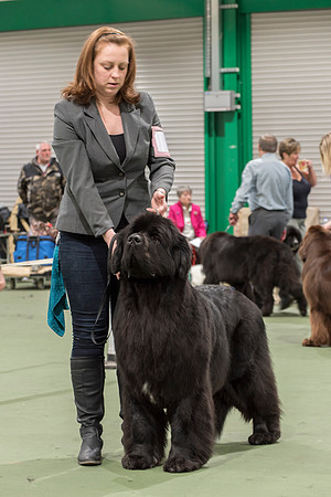 Int. Ch., Lux. Ch., Belg. Ch., Ch. New Angels Million Dollar Baby, JW ShCM