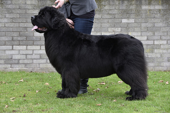 Int. Ch., Lux. Ch., Belg. Ch., Ch. New Angels Million Dollar Baby, JW ShCM