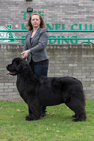 Int. Ch., Lux. Ch., Belg. Ch., Ch. New Angels Million Dollar Baby, JW ShCM