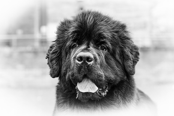 Int. Ch., Lux. Ch., Belg. Ch., Ch. New Angels Million Dollar Baby, JW ShCM