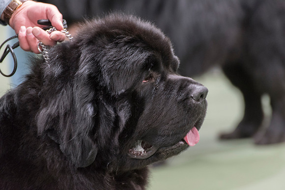 Thickish Newfoundland Zorbas Dance
