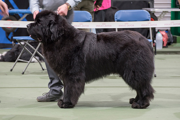 Thickish Newfoundland Zorbas Dance
