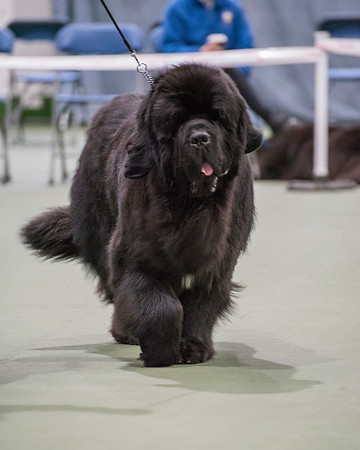 Thickish Newfoundland Zorbas Dance