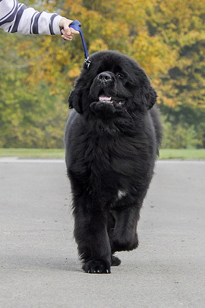 Morrelham Black Velvet