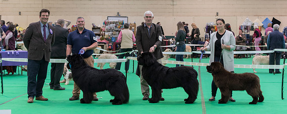Newfoundland winners