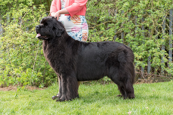 Sensitivity Bliss Nikita at Lindgreave