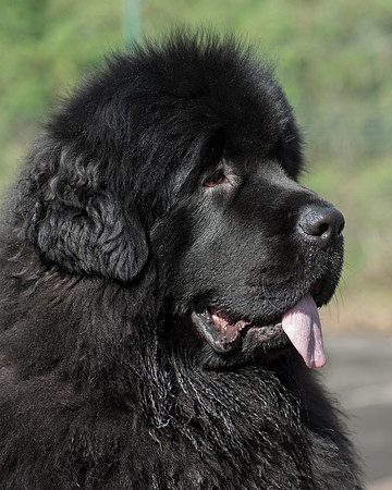 Pasha