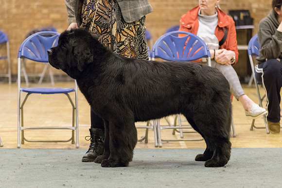 Thickish Newfoundland Going To The Moon And Back
