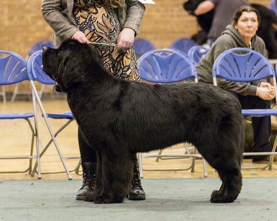 Thickish Newfoundland Going To The Moon And Back