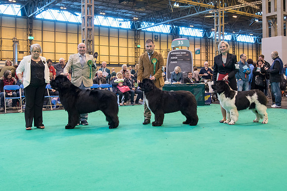 Crufts 2017
