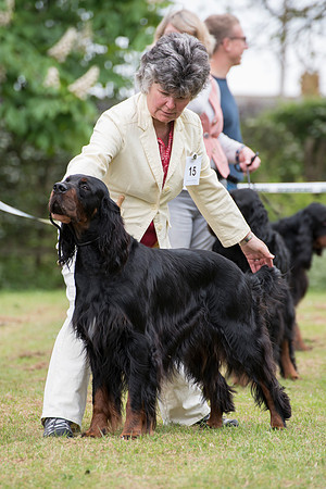 Glenarden Martlet