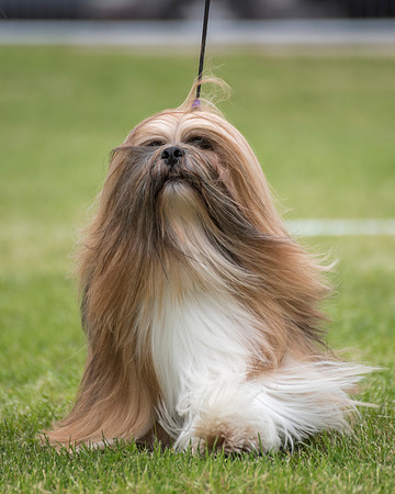 BEST IN SHOW - Newcliffe Rameses JW ShCM
