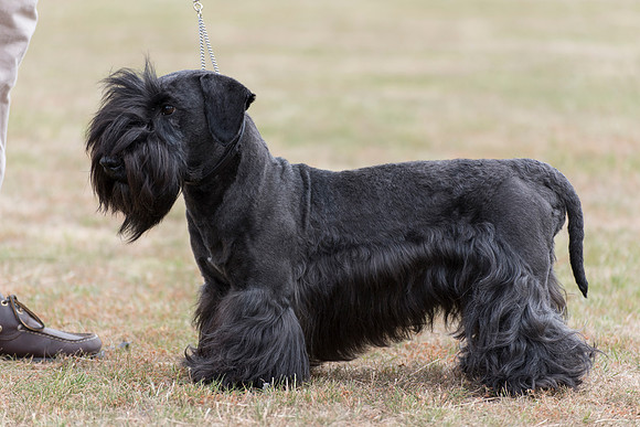 Ashleyheath's Black Thunder