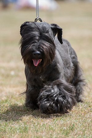 Ashleyheath's Black Thunder