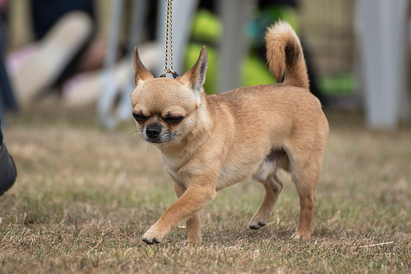 Nikitos Namethatdog