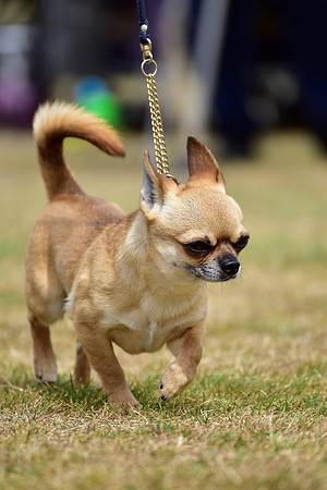 Nikitos Namethatdog