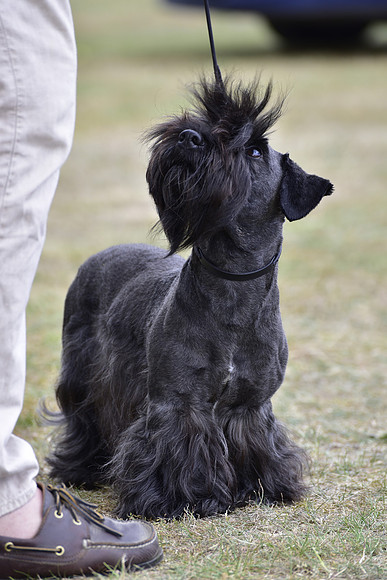Ashleyheath's Black Thunder