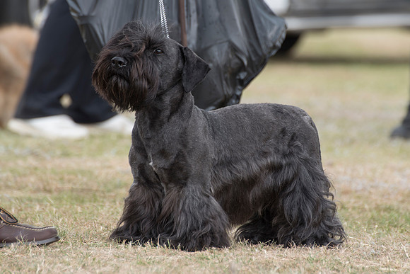 Ashleyheath's Black Thunder