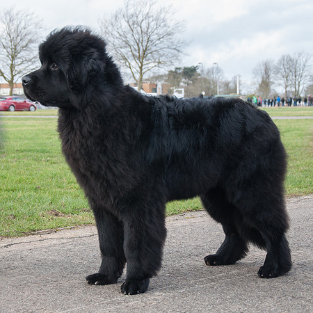 Comfortcove Deuce as a puppy