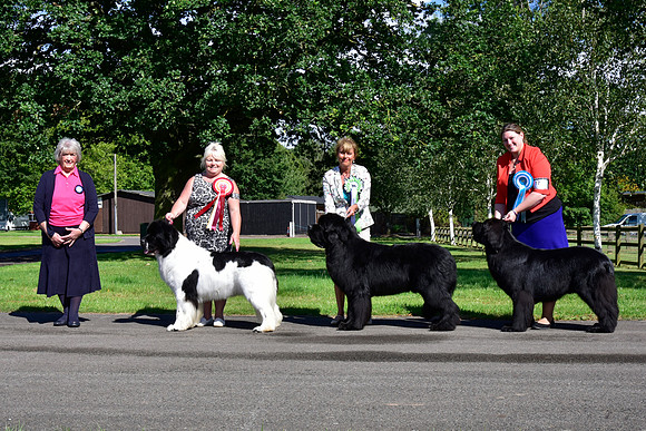 Grand Best In Shows - winners line-up