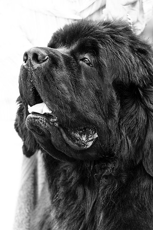 Queenkellan Celtic Prince at Bearhugs