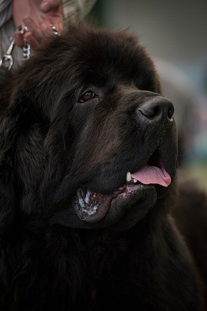 Queenkellan Celtic Prince at Bearhugs