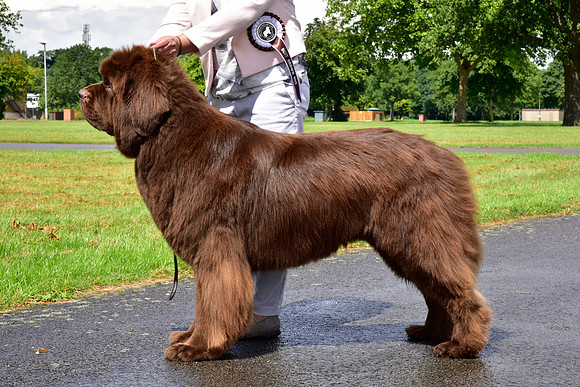 Spirebear Golden Barley