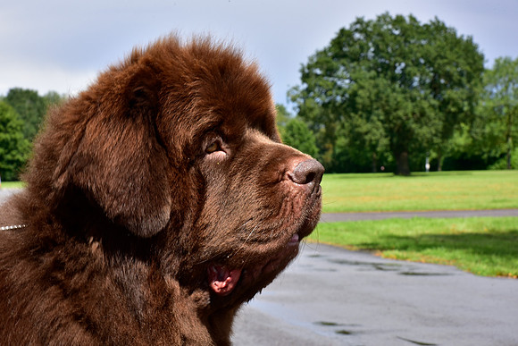Spirebear Golden Barley