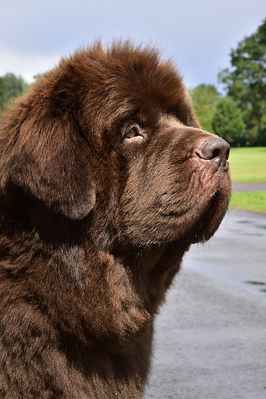 Spirebear Golden Barley