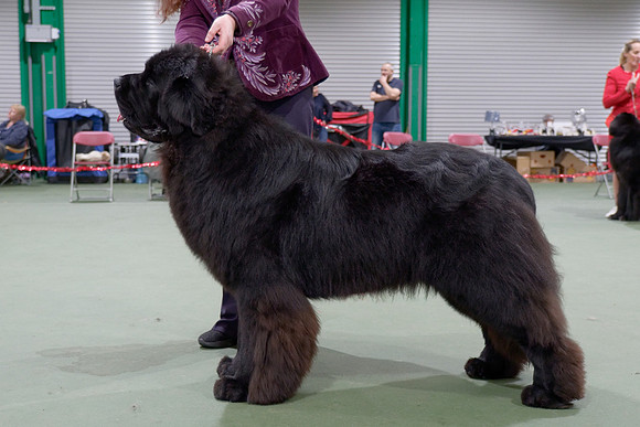 King Of Helluland Jungle Book at Shadowrise (Imp Svk), JW