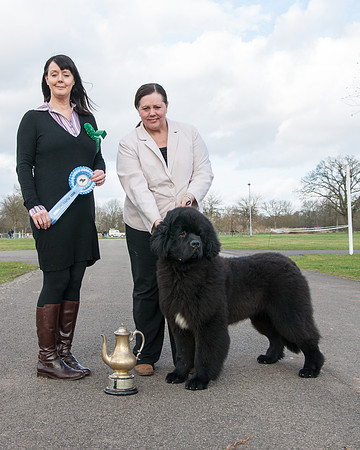 Thickish Newfoundland Zorbas Dance as Best Puppy in Show